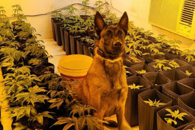Com ajuda de cão farejador, PMs encontram estufa de maconha no São Carlos