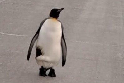 Vídeo: pinguim anda tranquilamente por rua de cidade argentina