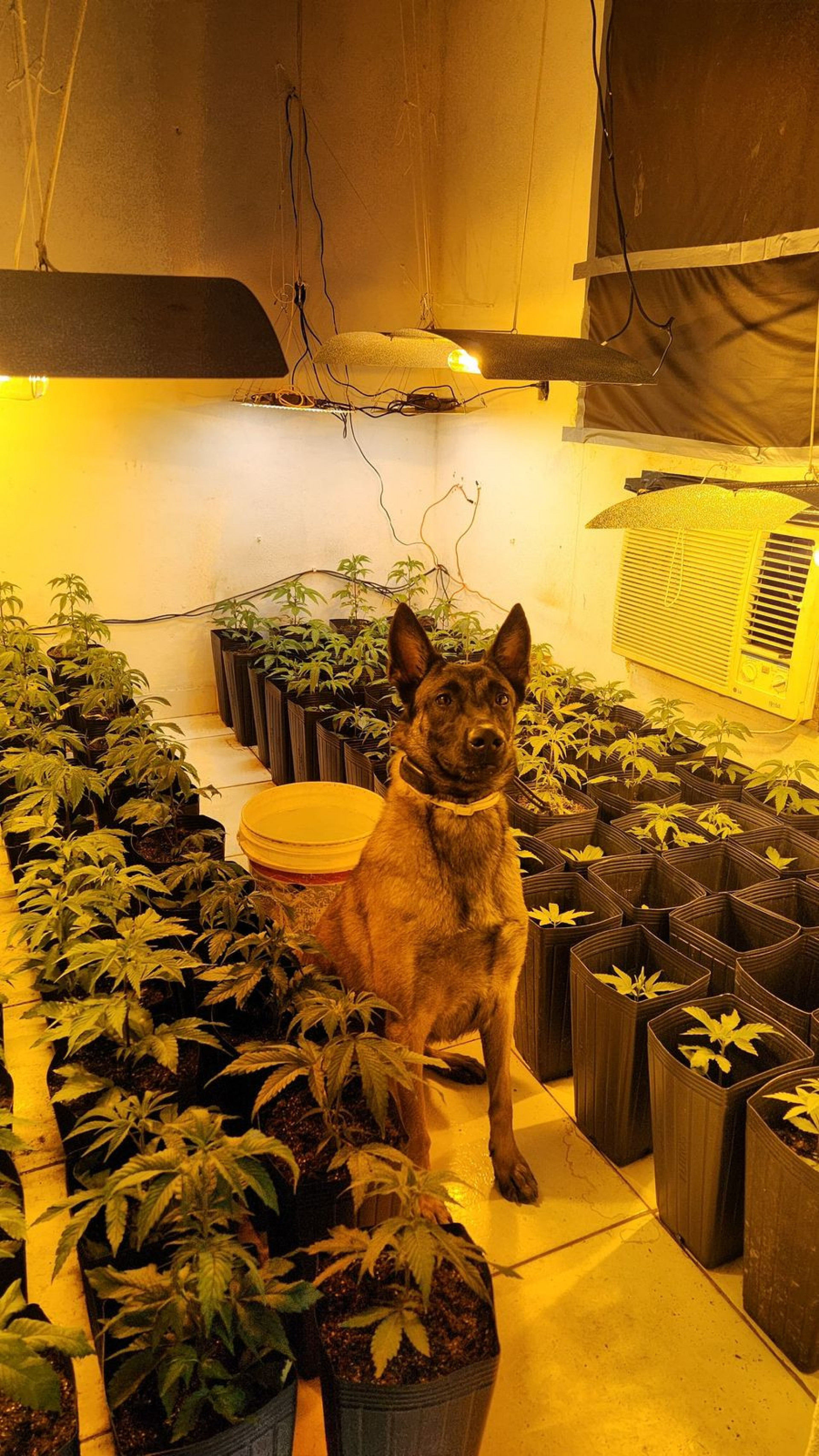 Plantação de maconha foi encontrada com ajuda de cão farejador da PM - Divulgação / @pmerj