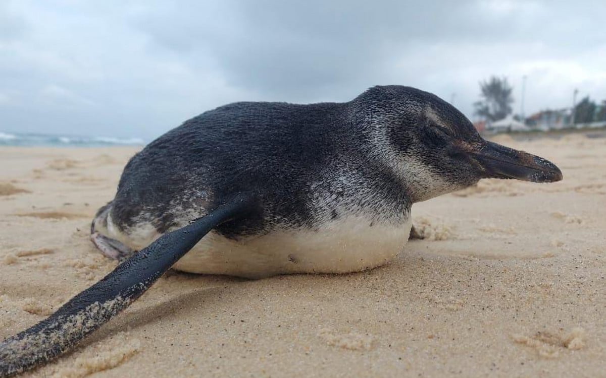 Pinguim é flagrado na praia de Ponta Negra - Foto: Jornal O Dia