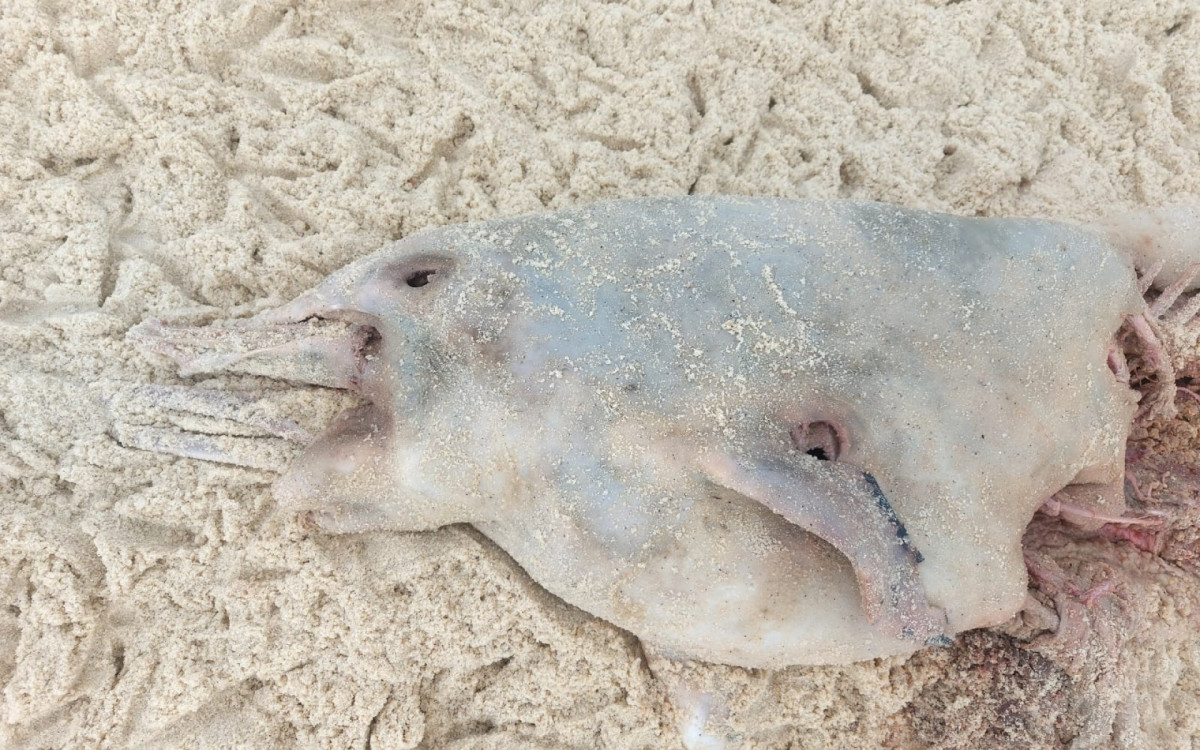 Carca&ccedil;a de Golfinho tamb&eacute;m foi encontrada na praia de Ponta Negra