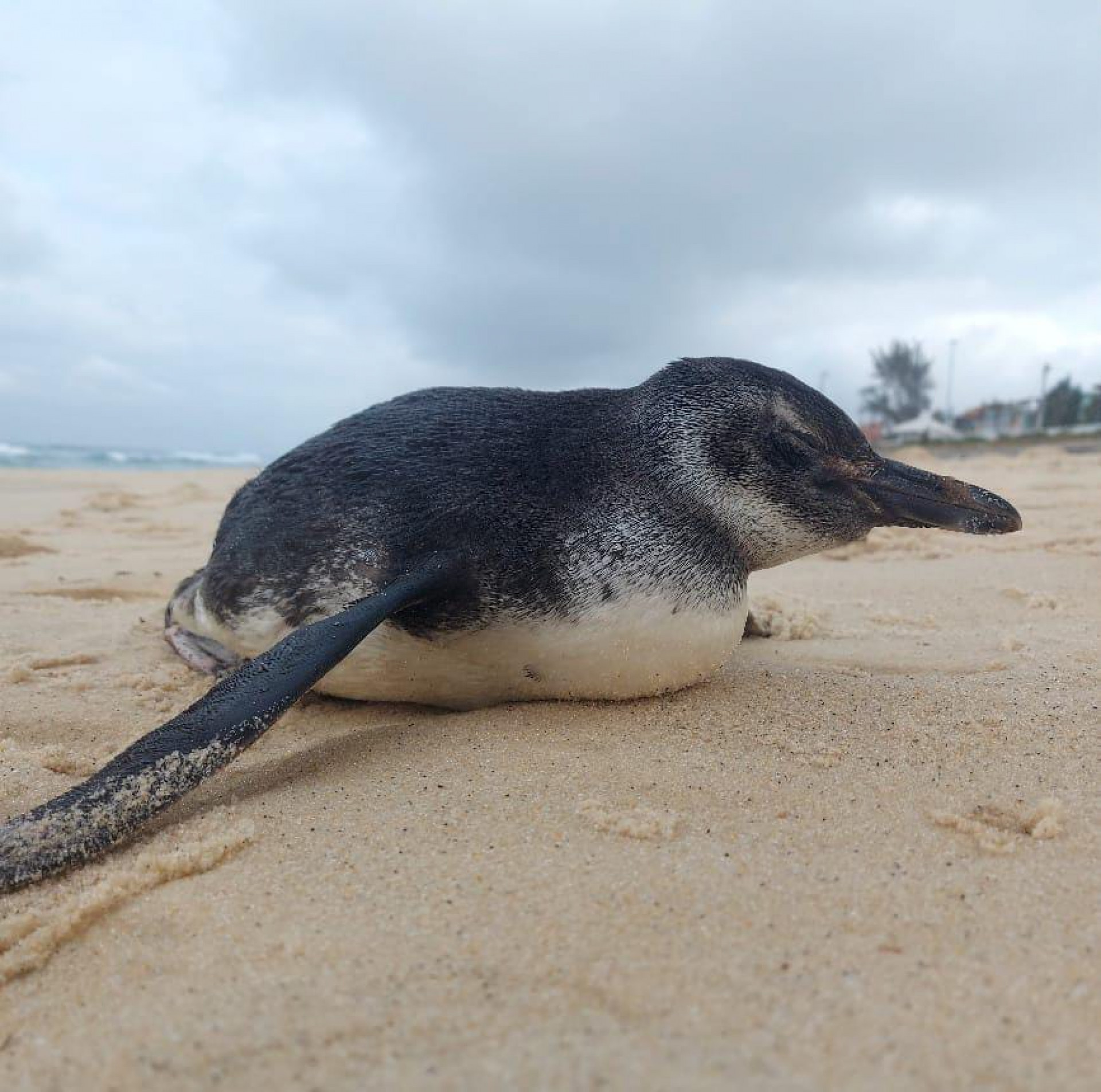 Pinguim foi encontrado em julho na praia de Ponta Negra, em Maric&aacute; - Reprodu&ccedil;&atilde;o / Redes sociais