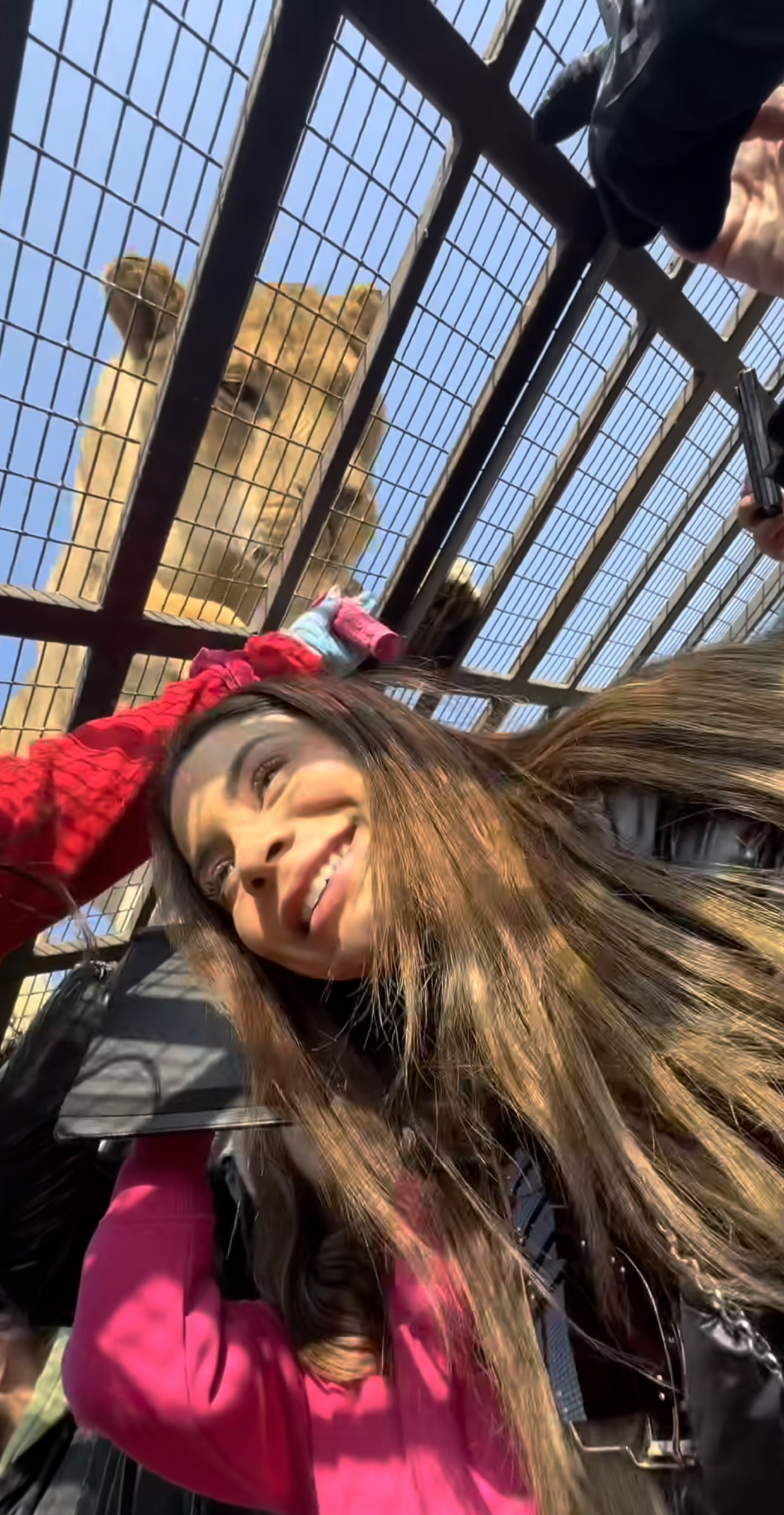 Lexa e Ricardo Vianna mostram encontro com leão em safari - Reprodução