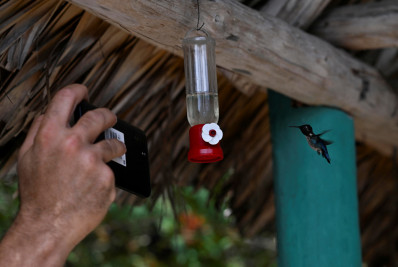 Conheça o 'Zunzucito', menor pássaro do mundo que é nativo de Cuba 