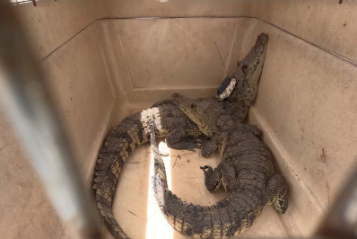 No México, crocodilos invadem cidades após inundações causadas por fortes chuvas
