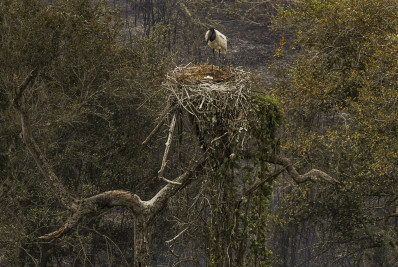Biólogos tentam salvar fauna ameaçada pelo fogo no Pantanal