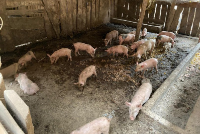 Mais de 100 porcos são apreendidos em São José do Vale do Rio Preto