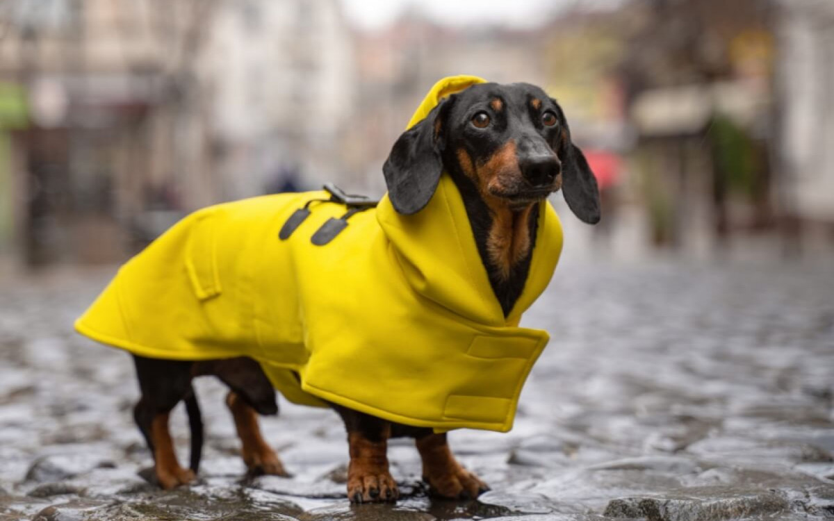As roupas ajudam a manter o cachorro aquecido no inverno (Imagem: Masarik | Shutterstock)