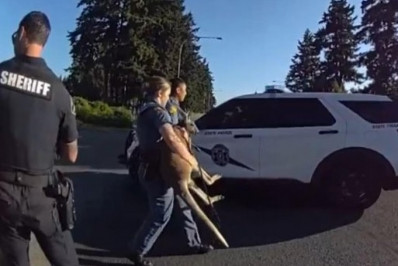 Vídeo: polícia 'prende' canguru de origem misteriosa em cidade nos EUA