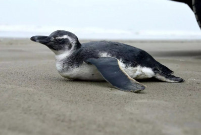 Pinguim resgatado na Praia do Barreto em Macaé