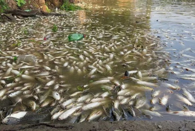 Cetesb multa usina por morte de peixes; MP vai apurar responsabilidade