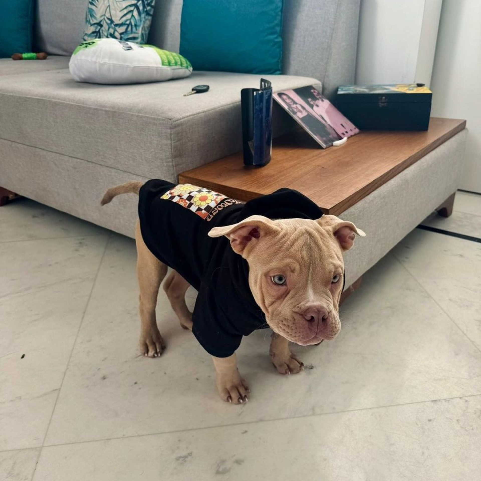 MC Daniel lamenta morte do cachorro - Reprodução