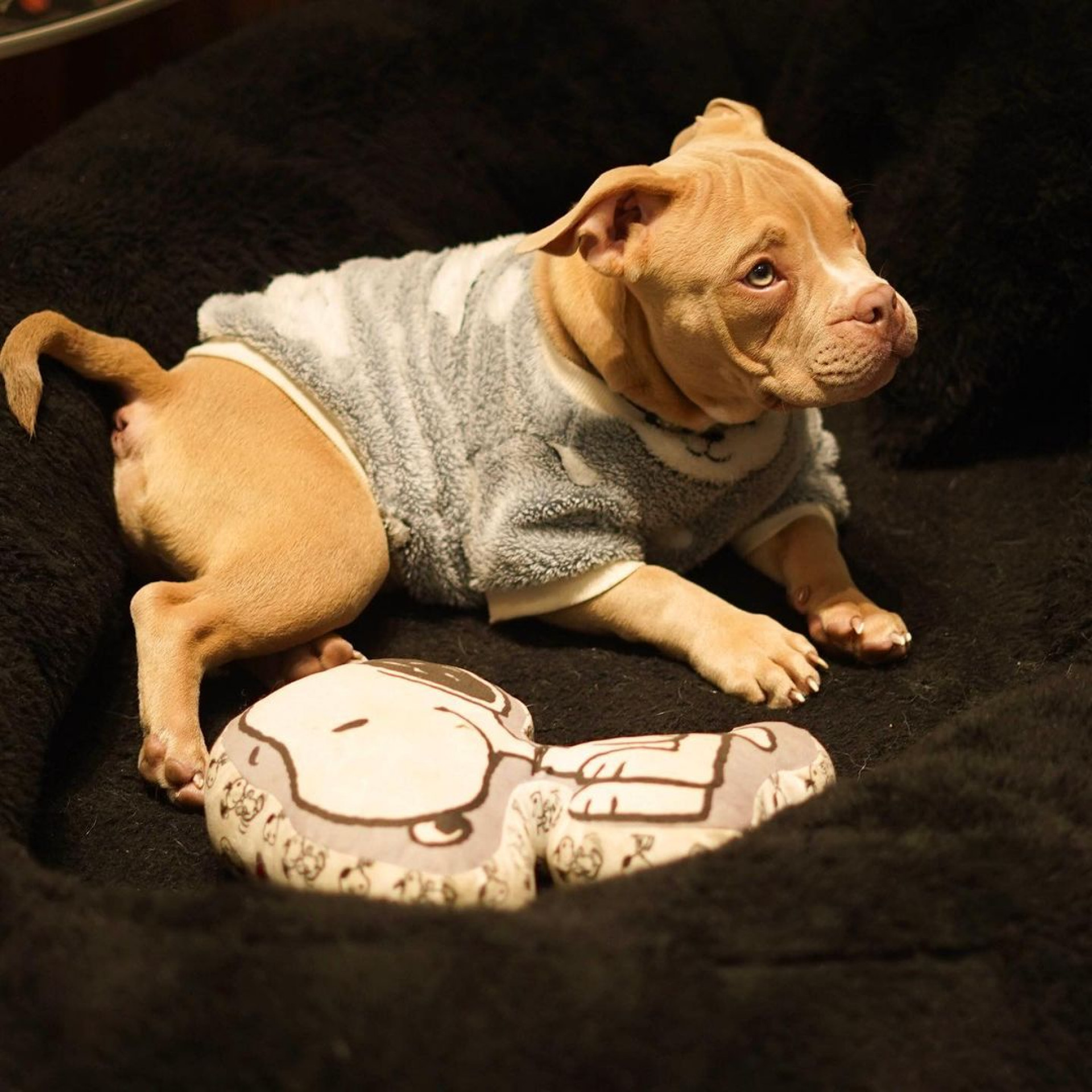 MC Daniel lamenta morte do cachorro - Reprodução