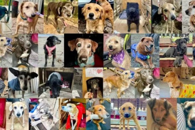 Cães resgatados nas enchentes no RS chegam ao Rio para campanhas de adoção em shoppings