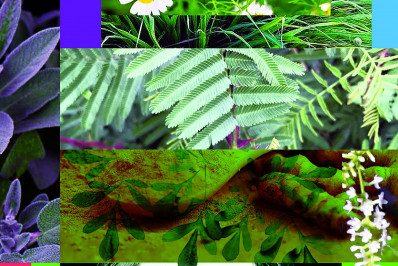 A cura através das ervas medicinais