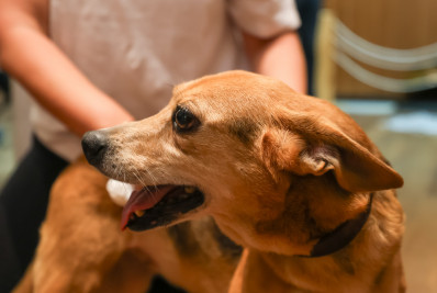 EUA terão novas regras para entrada de cães com certificado emitido por veterinário