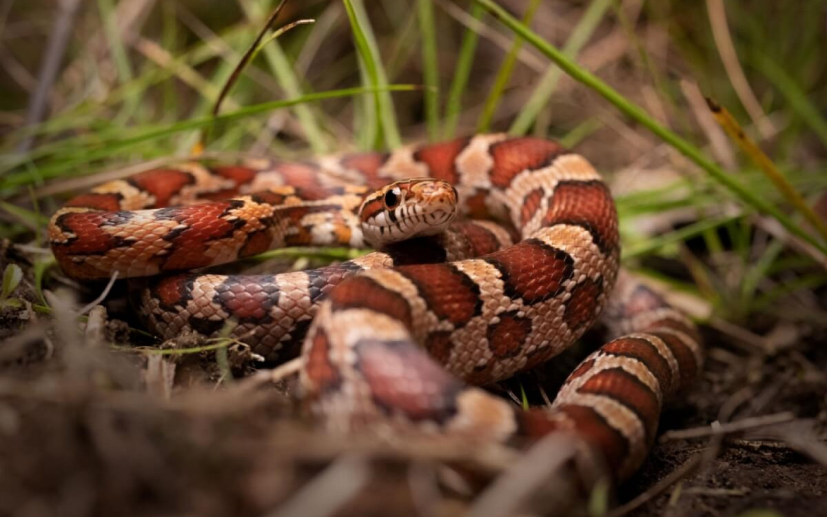 As cobras são fascinantes e podem ser uma opção de animal de estimação (Imagem: Radiant Reptilia | Shutterstock) 
