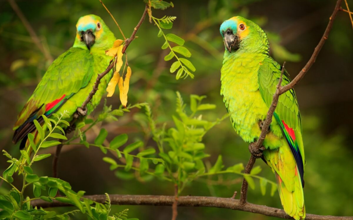 Os papagaios são animais que chamam atenção pela beleza e inteligência (Imagem: Ondrej Prosicky | Shutterstock)