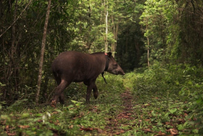 Anta reintroduzida em Cachoeiras de Macacu, em 2020, é flagrada com novo filhote