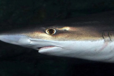 Estudo revela presença de cocaína no organismo de tubarões na costa do Brasil