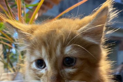 Caxias Shopping reúne dois eventos de adoção pet no sábado