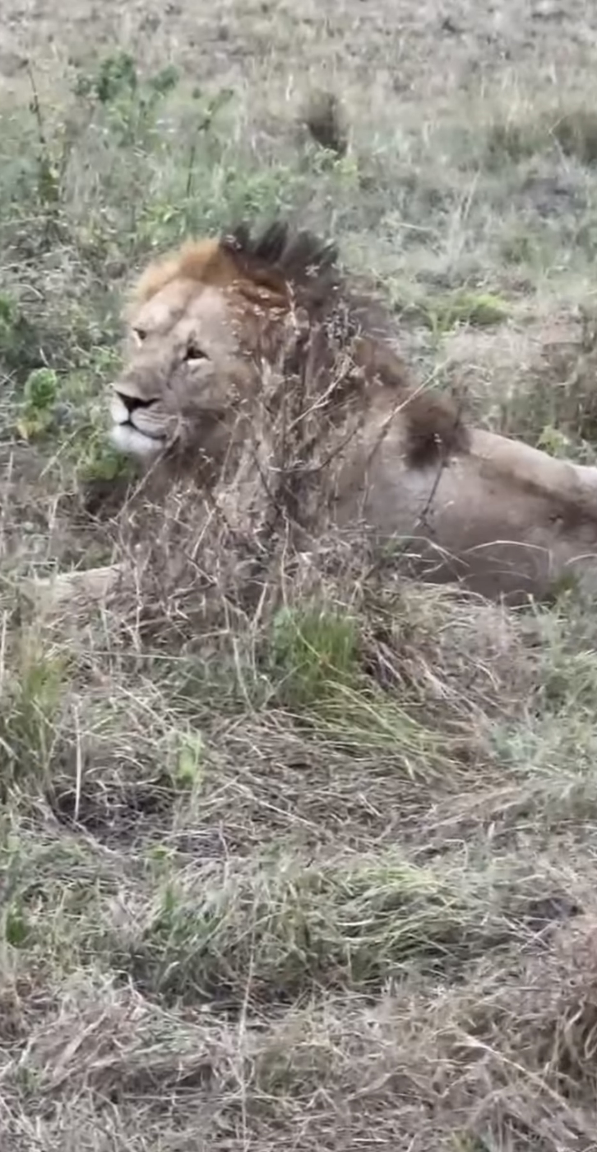 Deborah Secco curte Safari na África ao lado da filha - Reprodução