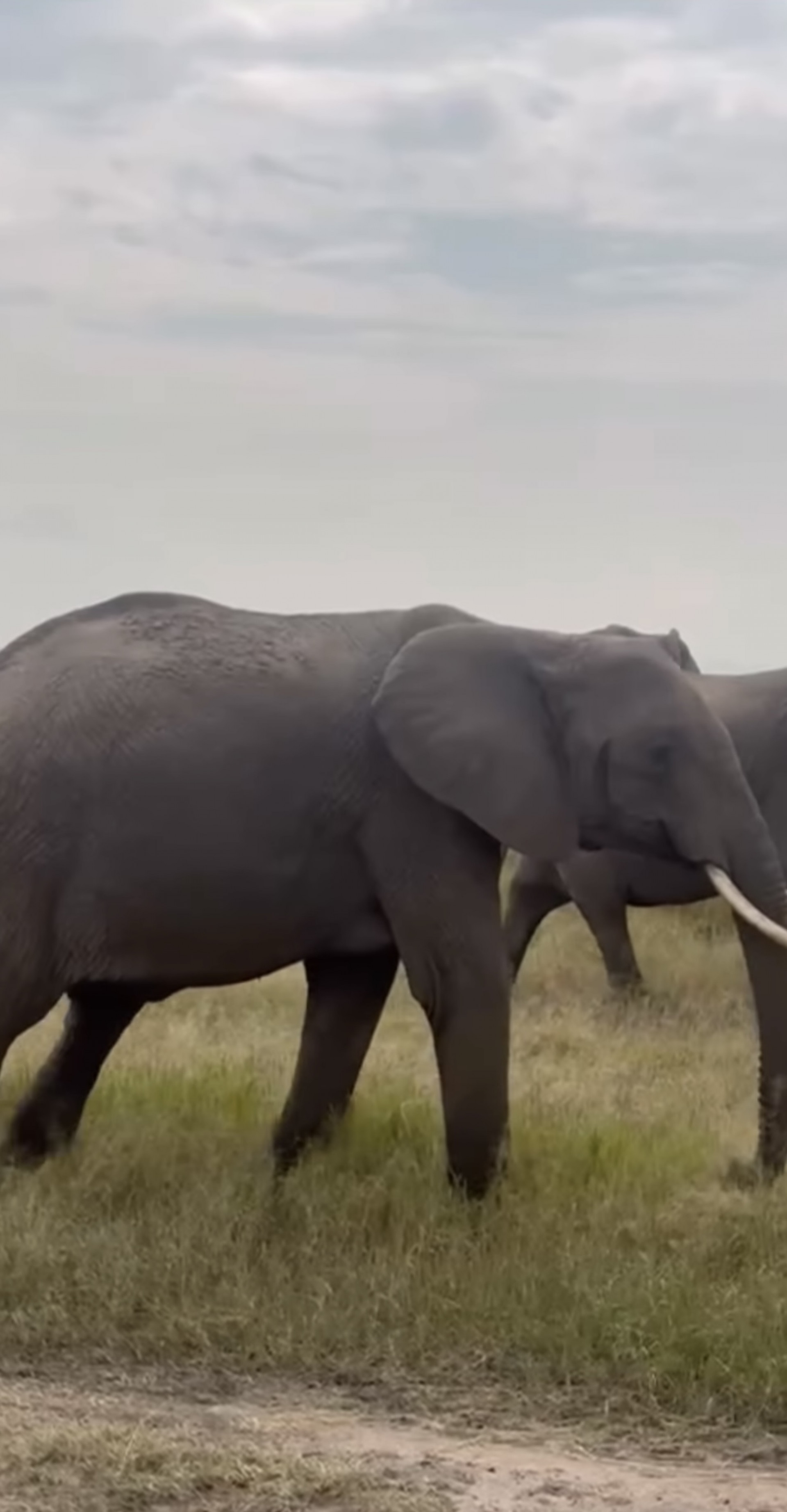 Deborah Secco curte Safari na África ao lado da filha - Reprodução
