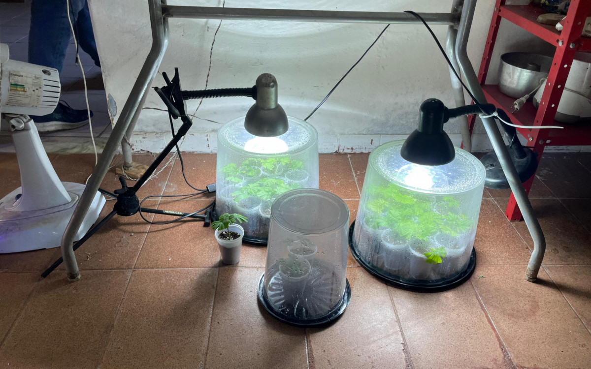 Agentes encontraram 26 mudas de maconha no local