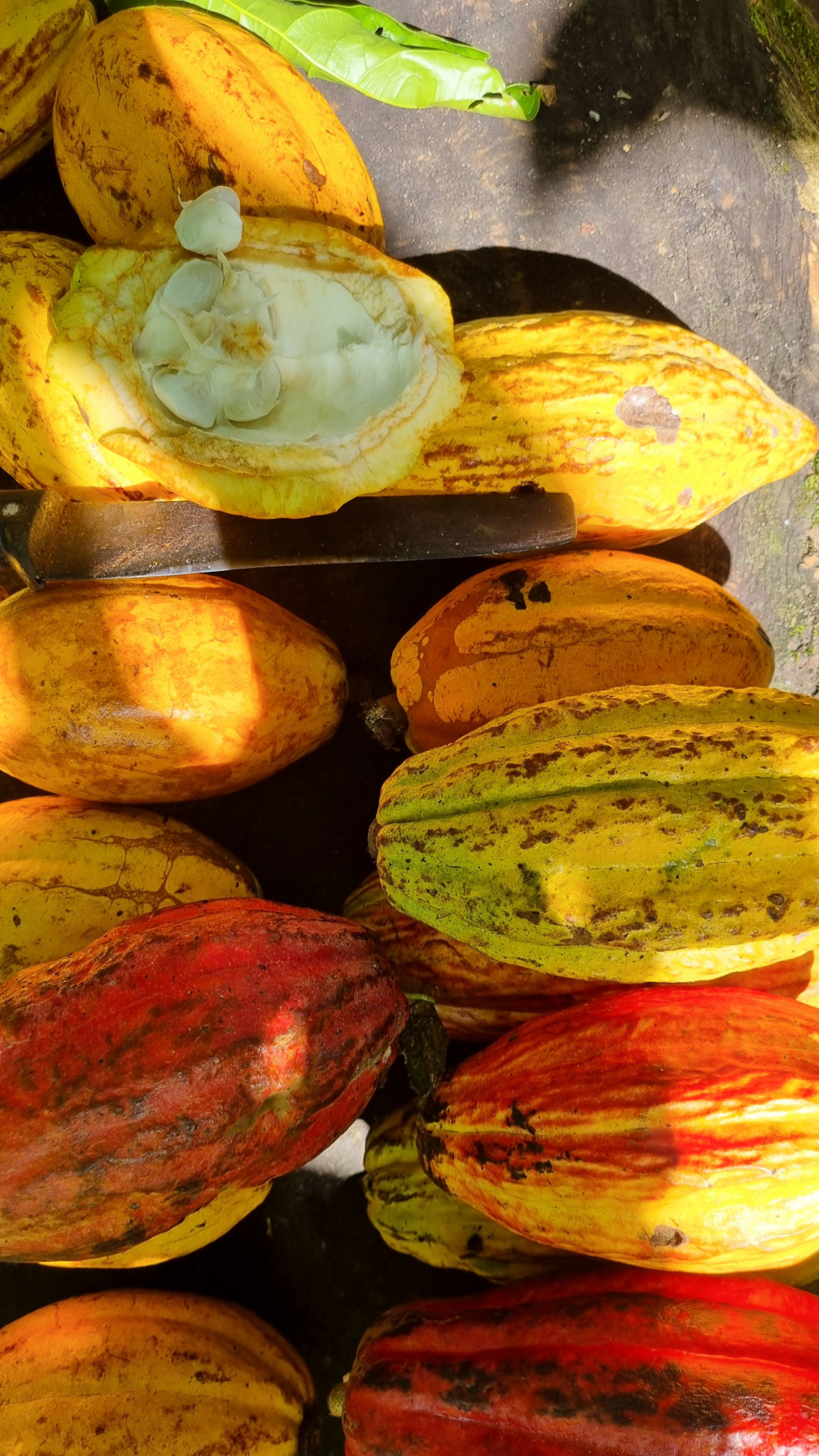 Na Fazenda Irerê, em Ilhéus, o cultivo do cacau é detalhado durante um passeio pela plantação