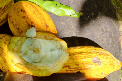 Conheça as memórias guardadas em Ilhéus, cenário da novela 'Renascer'