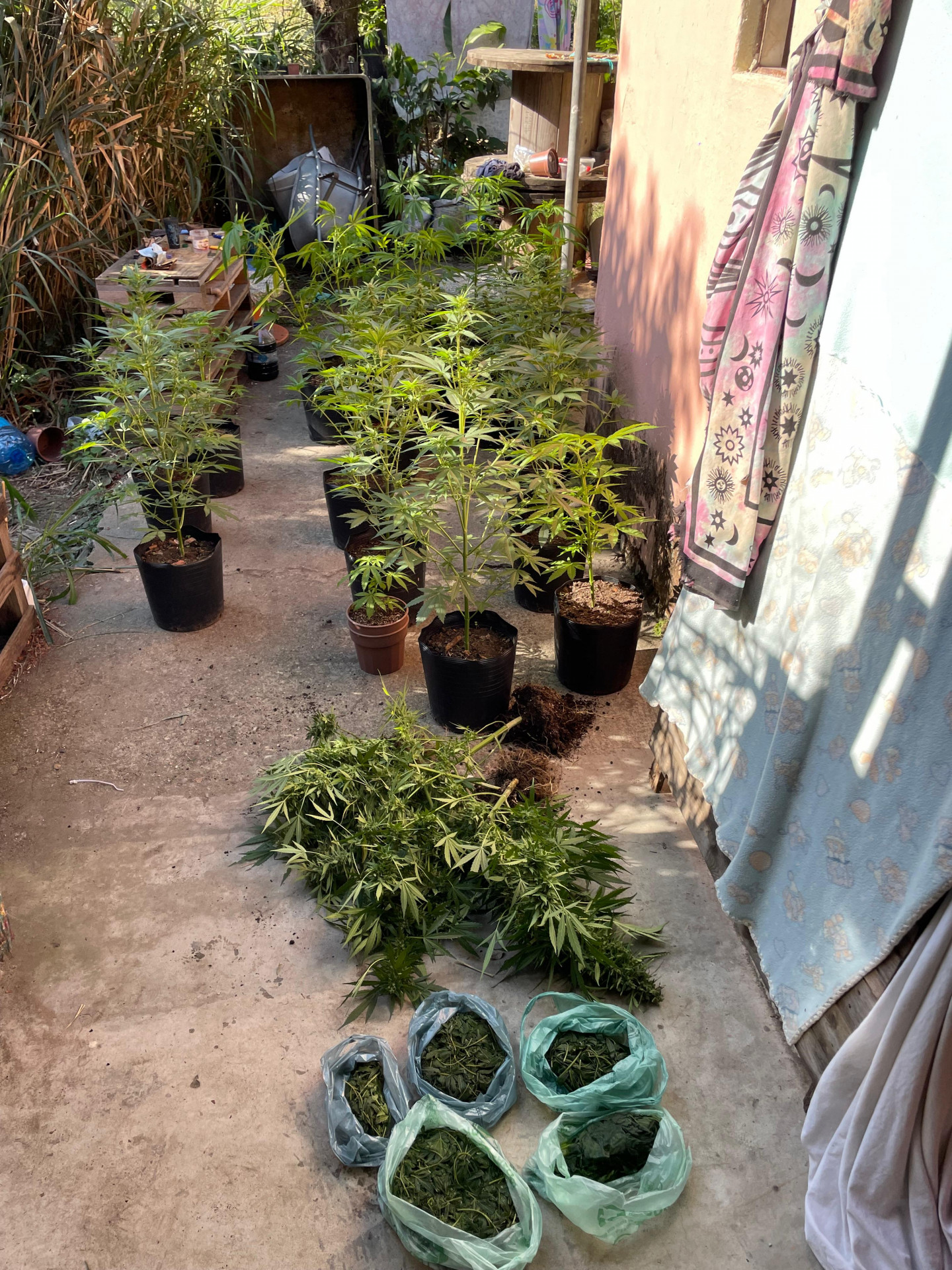 Plantação em casa de Itatiaia foi encontrada após denúncia 
