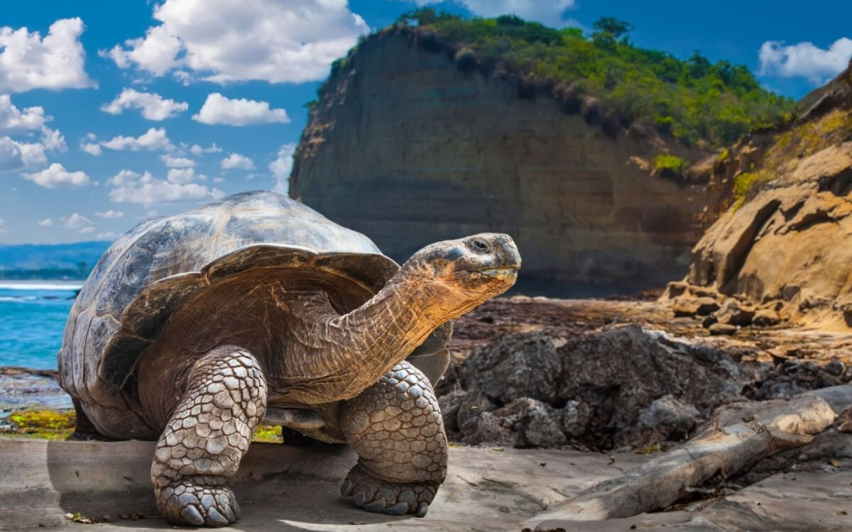 As tartarugas s&atilde;o seres repletos de curiosidades (Imagem: FOTOGRIN | Shutterstock)
