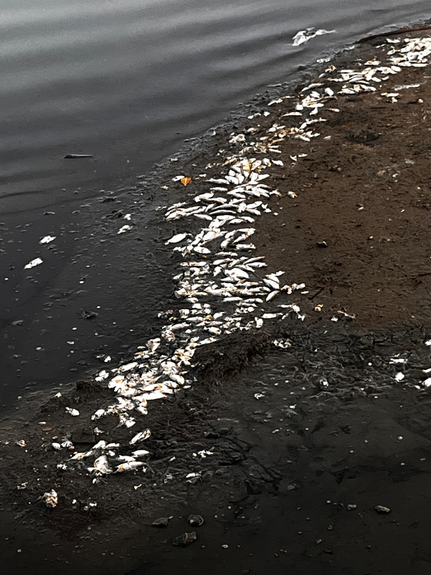 Peixes apareceram mortos na Lagoa de Piratininga, na área do mirante do Parque Orla - Gabriel Rechenioti / Agência O Dia