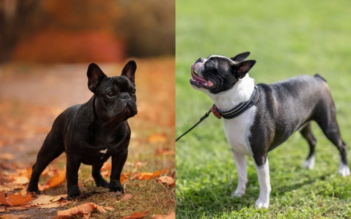 Buldogue franc&ecirc;s e boston terrier s&atilde;o frequentemente confundidos devido &agrave; sua apar&ecirc;ncia (Imagem: Dragomira19
e Maria de la Pena
| Shutterstock) 