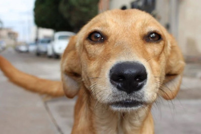 Brasil supera 160 milhões de pets, cerca de quatro a cada cinco brasileiros