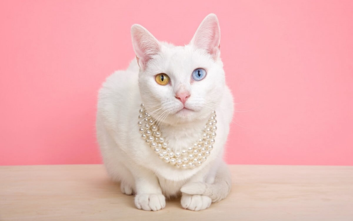 Raças de gatos menos comuns podem surpreender e encantar (Imagem: Sheila Fitzgerald | Shutterstock) 