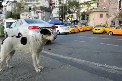 Parlamento turco aprova projeto de lei que permite sacrifício de cães de rua