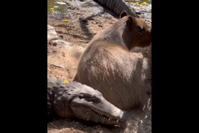 Amizade improvável! Capivara deita ao lado de Jacaré e viraliza; veja vídeo