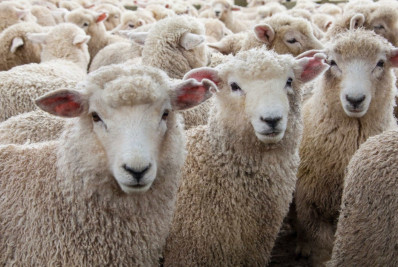Ovelhas devoram mais de 100kg de maconha e ficam 'estranhas'