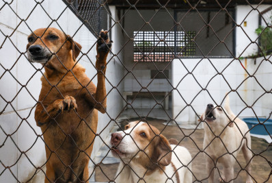 Dia Nacional do Vira-lata: data reforça importância do combate ao abandono