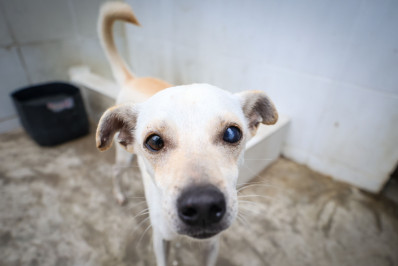 Tempo seco levanta alerta sobre cuidado com pets; confira dicas de especialistas