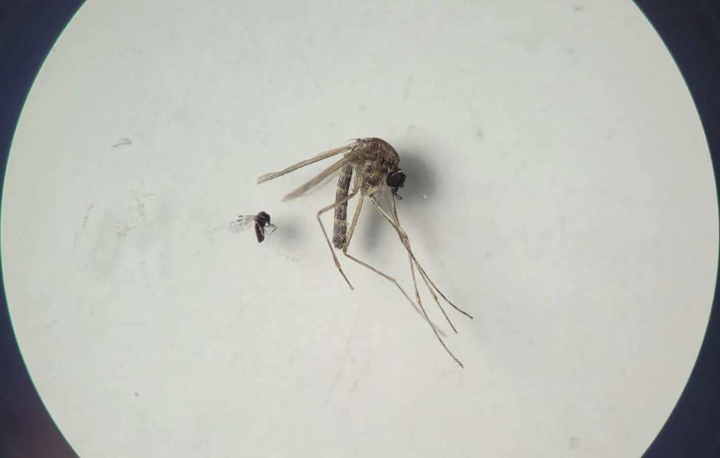 O que se sabe sobre a febre do oropouche?