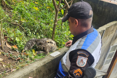 Bicho-preguiça é resgatado após queda de 20 metros em Laranjeiras