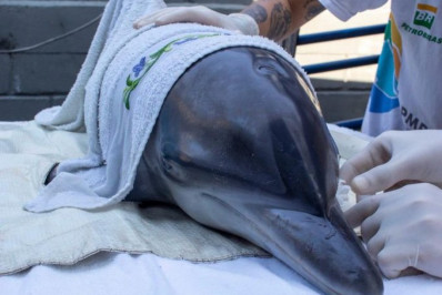 Golfinho-pintado-do-Atlântico é resgatado no litoral norte de SP