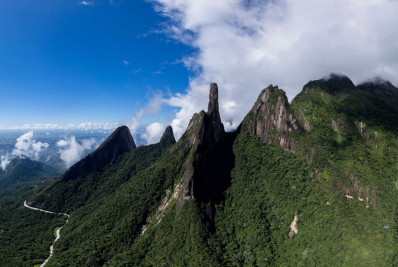 Árvores 'mudam de lugar' para fugir do calor na Mata Atlântica? Entenda!
