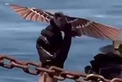 Vídeo: China desenvolve drone de reconhecimento em formato de pássaro