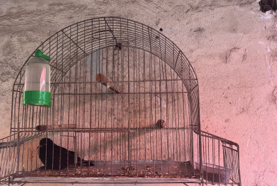 Polícia apreende pássaros silvestres em residência em Japeri