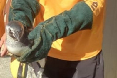 Pinguim é resgatado na Praia do Pontal, em Cabo Frio
