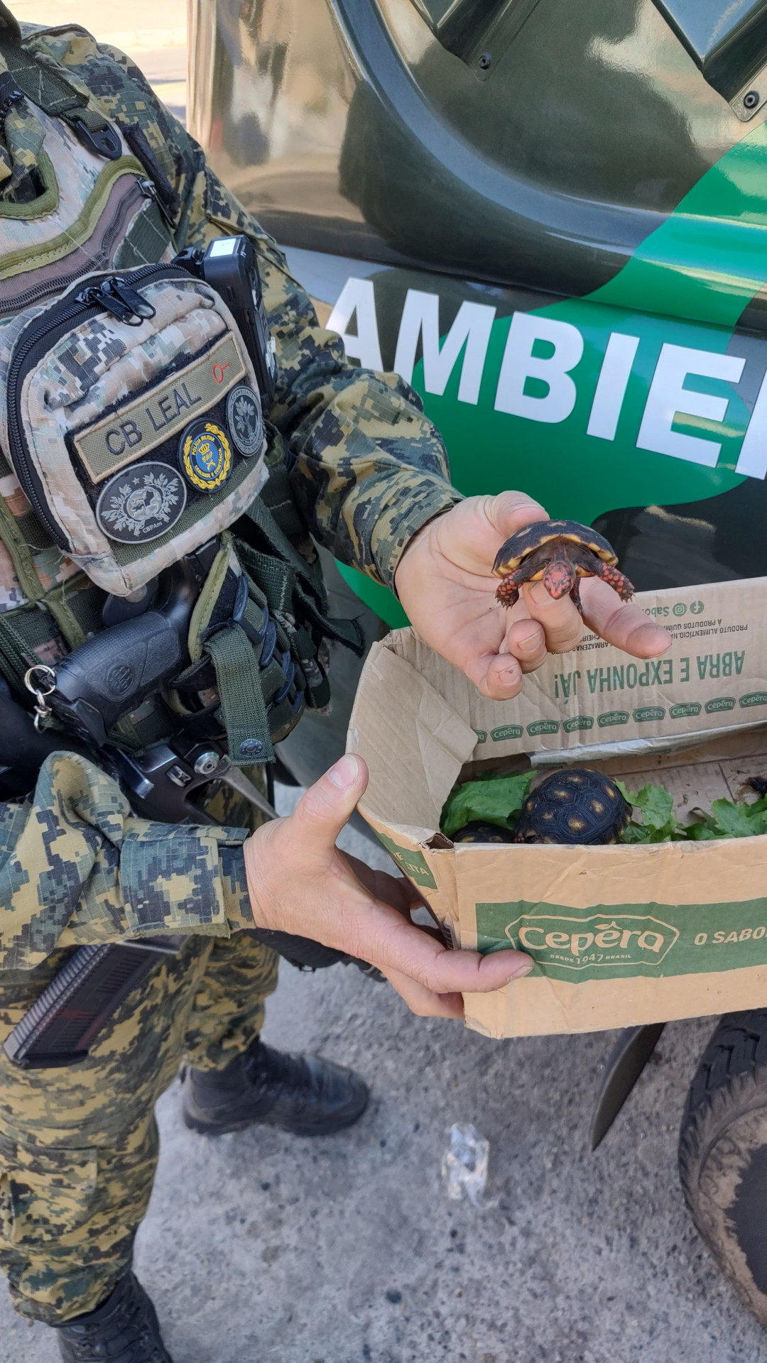 Jabutis apreendidos na Feira de Areia Branca - Divulga&ccedil;&atilde;o / PMERJ
