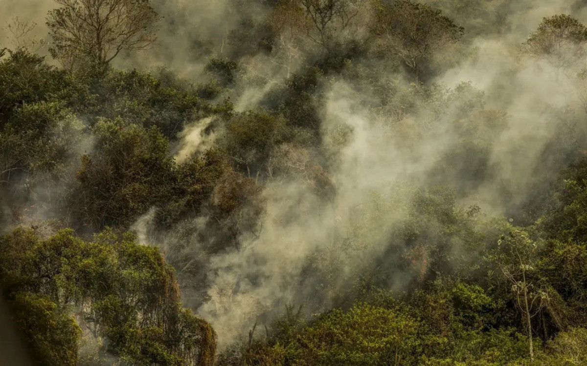 Incêndios no Pantanal colocam em risco várias espécies da região